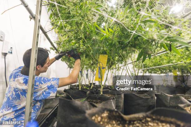 cannabis plants grow under artificial lights - cannabis business stock pictures, royalty-free photos & images