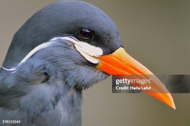 my lipstick is orange - orange lipstick stock pictures, royalty-free photos & images