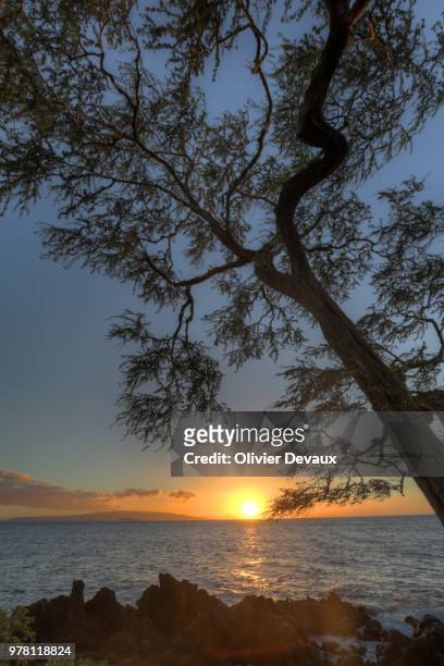 wailea tree sunset - wailea foto e immagini stock