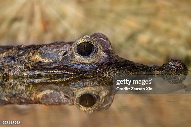 silent hunt - african dwarf crocodile stock pictures, royalty-free photos & images