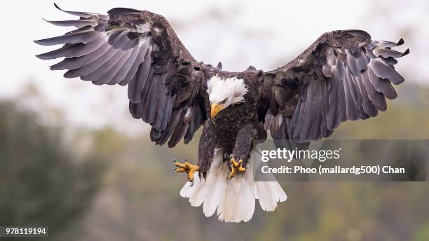 bald eagle (haliaeetus leucocephalus) hunting, canada - american bald eagle stock pictures, royalty-free photos & images