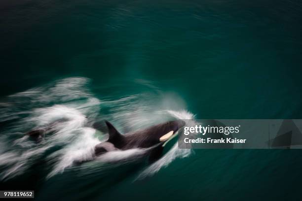 elevated view killer whale, iceland - killer whale stock-fotos und bilder