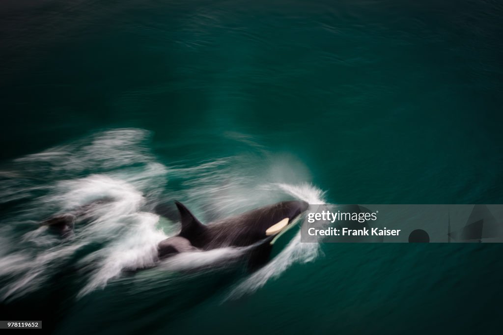 Elevated view killer whale, Iceland