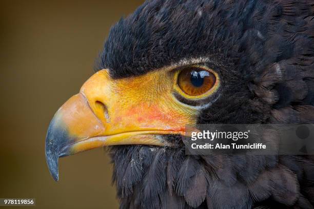 bateleur eagle portrait - bateleur eagle stockfoto's en -beelden