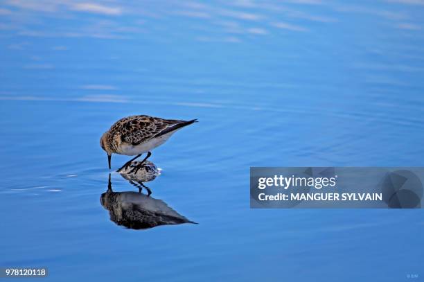 l'oiseau - oiseau stock pictures, royalty-free photos & images