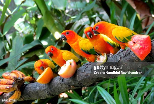 the feast - sun conure stock pictures, royalty-free photos & images