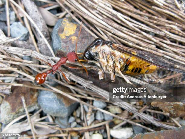 Ant Predating 265 Predator Ant Stock Photos, High-Res Pictures, and Images - Getty Images