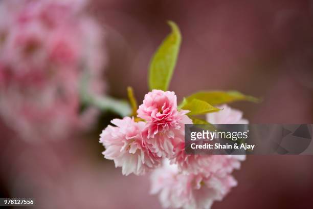 spring - shain stock pictures, royalty-free photos & images