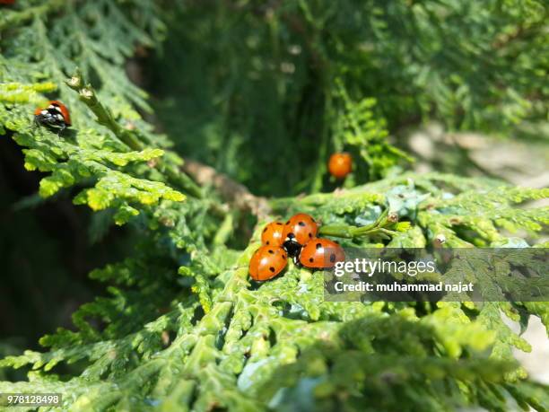 ladybug - najat stockfoto's en -beelden