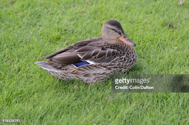 female mallard duck (anas platyrhynchos) sitting - sitting duck stock pictures, royalty-free photos & images