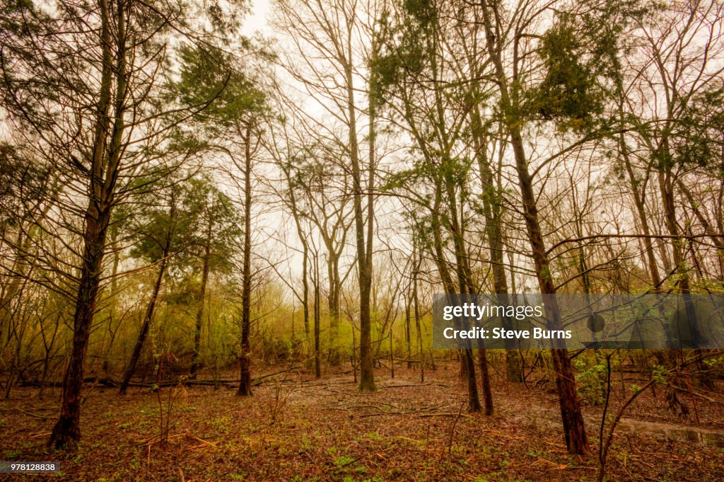 Tall Trees