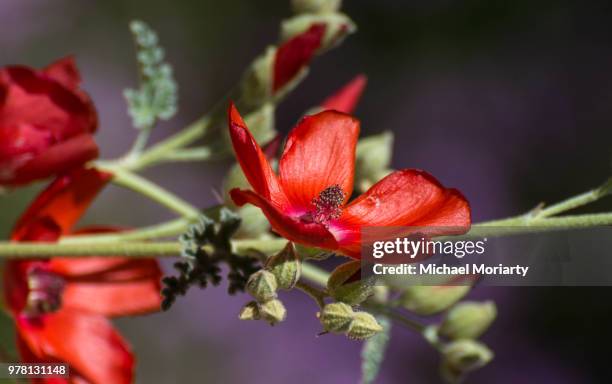 red globe mallow flower - globe flower stock pictures, royalty-free photos & images