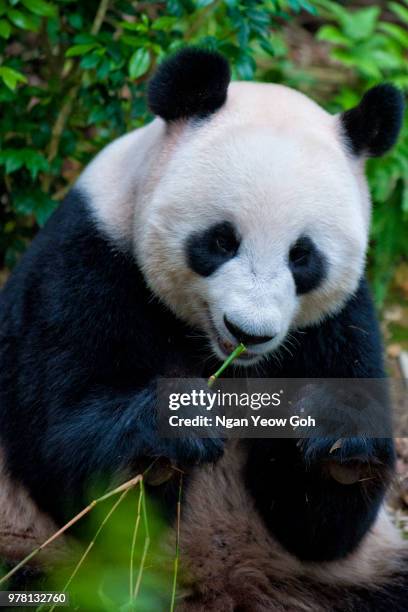 giant panda (ailuropoda melanoleuca) eating bamboo in river safari zoo, singapore - queen sofia attends official act for the conservation of giant panda bears stockfoto's en -beelden