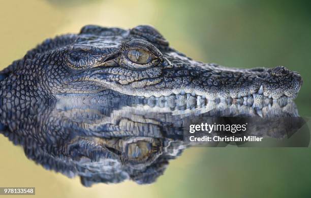 reflection of crocodile submerged in water, australia - zoology fotografías e imágenes de stock