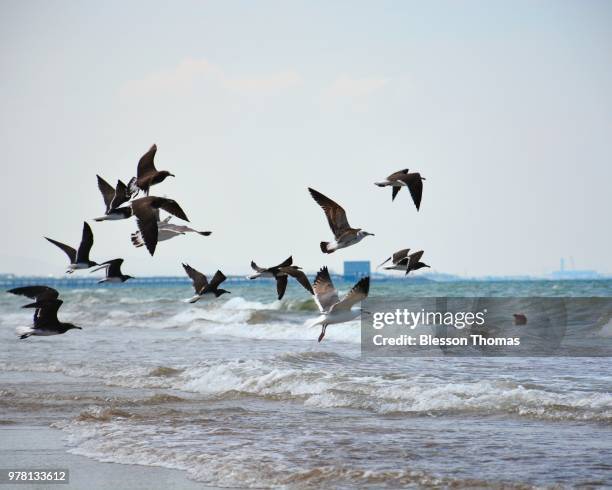 flock of seagulls flying over beach against clear sky, oman - arabian sea stock pictures, royalty-free photos & images