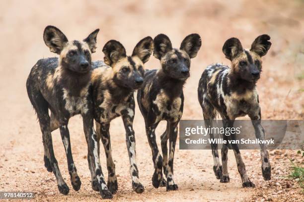 wild dogs running to their puppies - lycaon photos et images de collection