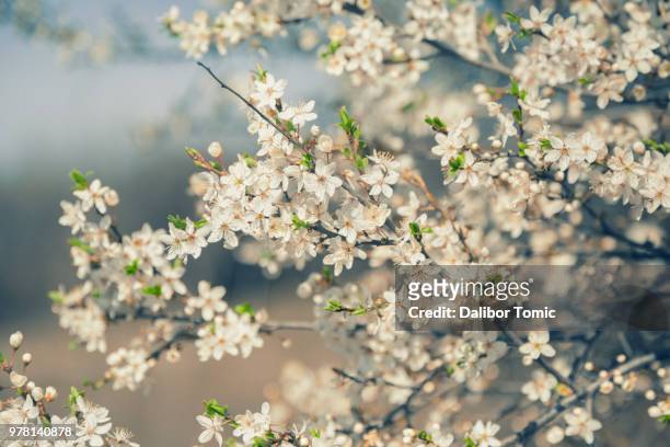 white flowers of plum tree - blühender baum stock-fotos und bilder