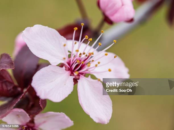 cherry blossom in vancouver - vancouver summer stock-fotos und bilder