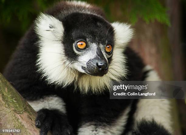 black & white ruffed lemur - black and white ruffed lemur stock pictures, royalty-free photos & images