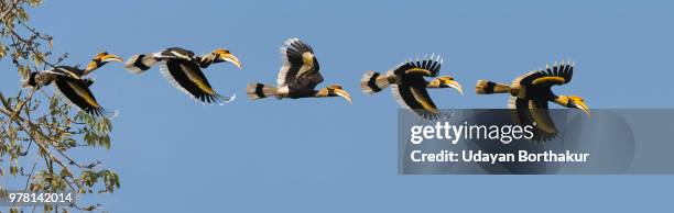 hornbills (bucerotidae) flight pattern, assam, india - hornbill stock pictures, royalty-free photos & images