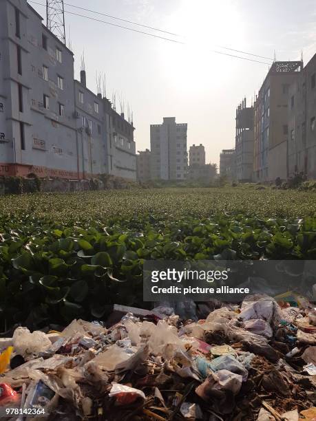 April 2018, Bangladesh, Gazipur: A field of water hyacinth grow between buildings on the spot where Rana Plaza factory building used to be. Fiver...