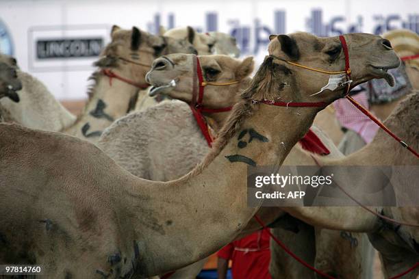 Camels are seen at the annual Janadriyah Festival of Heritage and Culture on the outskirts of the capital Riyadh on March 17, 2009. The Janadriyah...