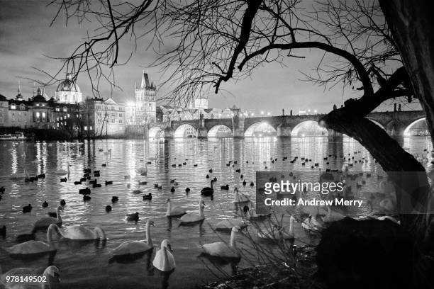 swans and ducks on the vltava river with silhouetted tree at night, charles bridge, prague - tree trunk wide angle stock pictures, royalty-free photos & images