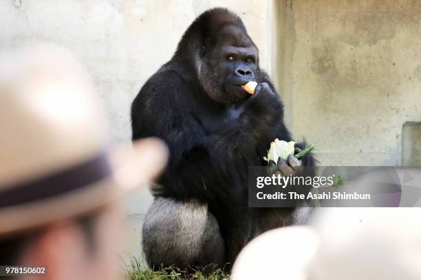 Western lowland gorilla Shabani is seen at Higashiyama Zoo on June 16, 2018 in Nagoya, Aichi, Japan. Shabani will move to new exhibition area and...