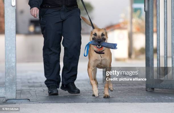 April 2018, Germany, Celle: A police dog sniffs out the area around trhe court where three suspected Al-Nusra Front members are on trial. The three...