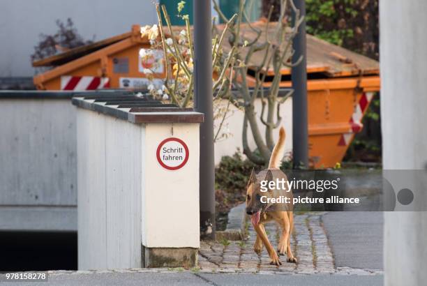 April 2018, Germany, Celle: A police dog sniffs out the area around trhe court where three suspected Al-Nusra Front members are on trial. The three...