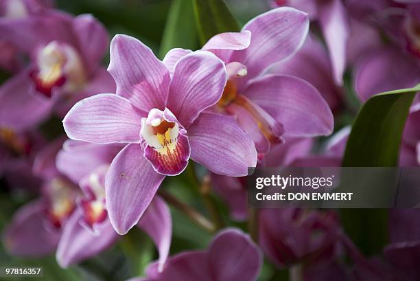 Photo of Happy Face "Amaranth" at the 8th Annual Orchid show March 4, 2010 at the New York Botanical Garden. Thousands of colorful Orchids are in the...