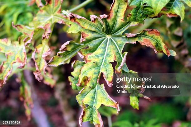 papaya leaves necrosis - necrosis stock-fotos und bilder