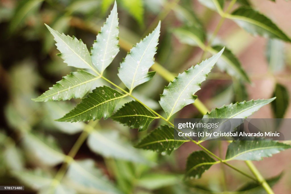 Neem Leaves