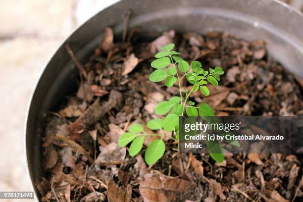 growing moringa oleifera plant - moringa oleifera stock pictures, royalty-free photos & images
