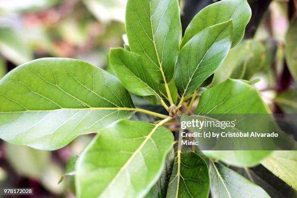 avocado leaves - alvarado minic stock pictures, royalty-free photos & images