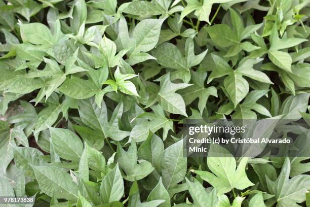 sweet potato leaves - alvarado minic stock pictures, royalty-free photos & images