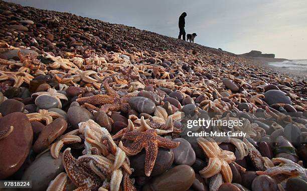 Dog walker looks at some of the thousands of starfish that have been washed up on the beach at Budleigh Salterton on March 18, 2010 in Devon,...