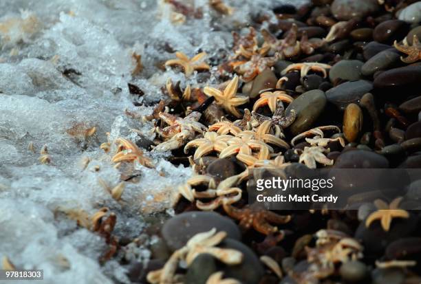 High tide waves wash over some of the thousands of starfish that have been washed up on the beach at Budleigh Salterton on March 18, 2010 in Devon,...