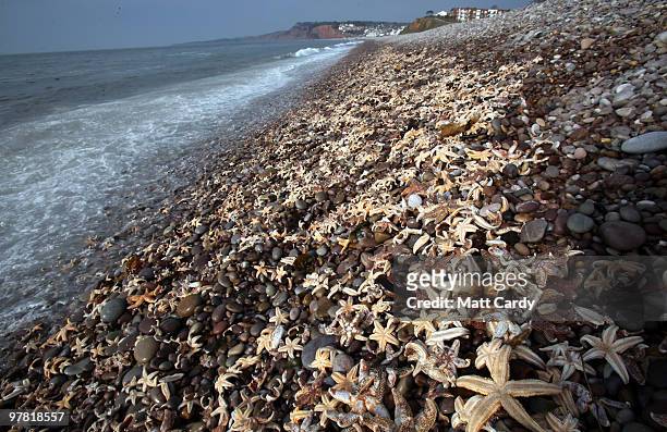 High tide waves wash over some of the thousands of starfish that have been washed up on the beach at Budleigh Salterton on March 18, 2010 in Devon,...