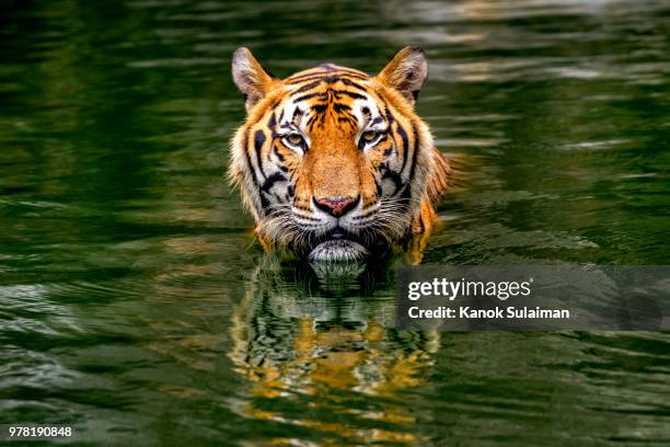 bengal tiger in water - indochinese tiger stock-fotos und bilder