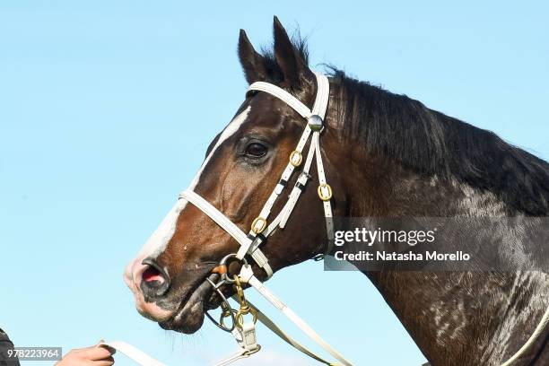 Hamilton Park Racecourse Photos and Premium High Res Pictures - Getty ...