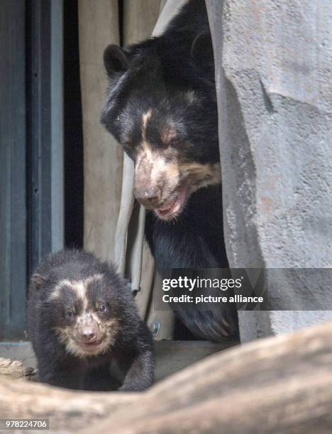 April 2018, Germany, Frankfurt: For the first time, this little spectacled bear leaves his box with his mother and explores the open-air enclosure of...