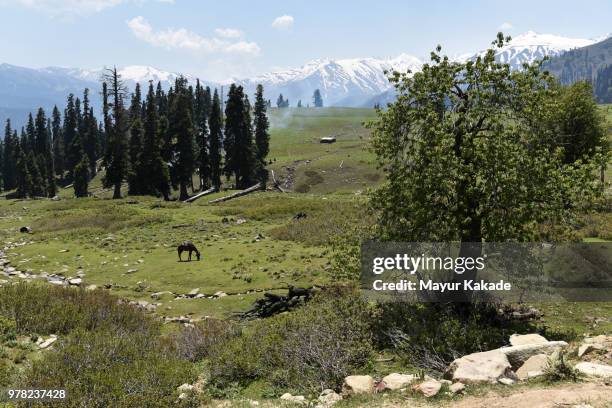 horse grazing in meadow in gulmarg - baramulla district stockfoto's en -beelden
