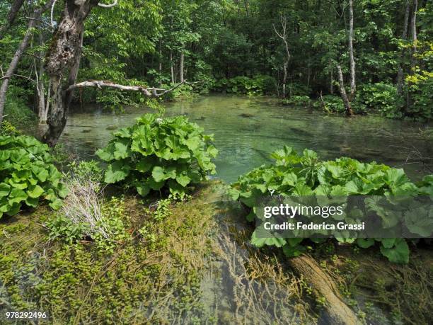 butterbur (petasites hybridus) and mistletoe - petasites stock pictures, royalty-free photos & images