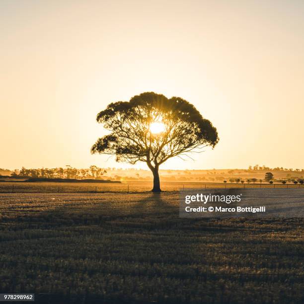 sunset between the trees branches - marco bottigelli stock pictures, royalty-free photos & images