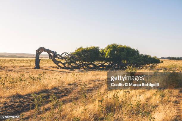 windswept leaning tree - leaning tree stock pictures, royalty-free photos & images