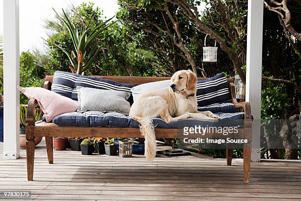 golden retriever en asientos al aire libre - garden decking fotografías e imágenes de stock