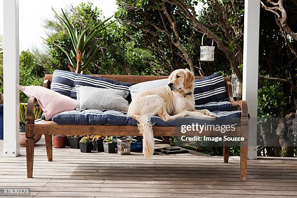 golden retriever on seat outdoors - terrace garden stock pictures, royalty-free photos & images