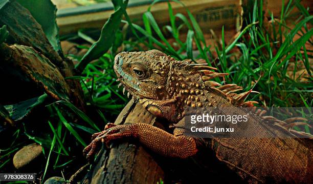 a lizard on a log - iguana imagens e fotografias de stock