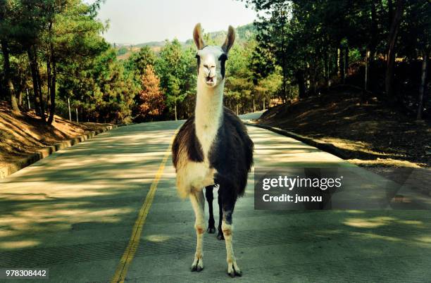 close-up of a camel in the sun - camel active - fotografias e filmes do acervo